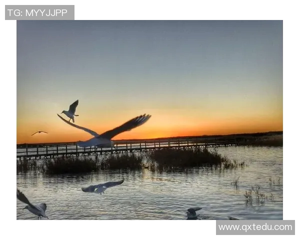 篮球明星的智慧之声激励你我追逐梦想的箴言与人生哲理